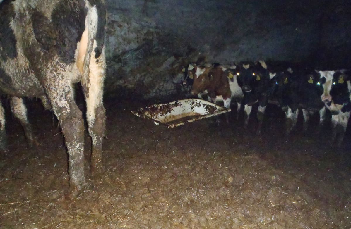 Ulosteen peitossa olevia nautoja likaisessa navetassa.