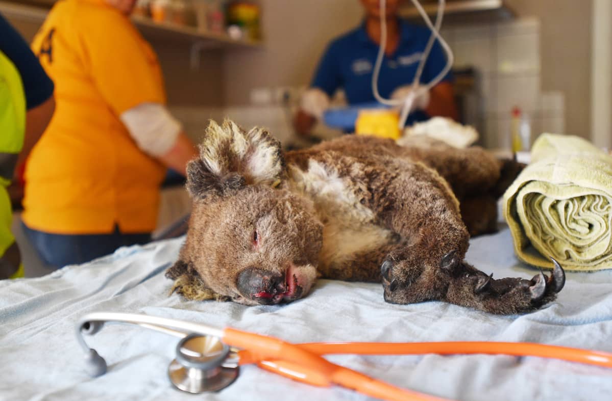 Palossa loukkaantunut koala pöydällä.