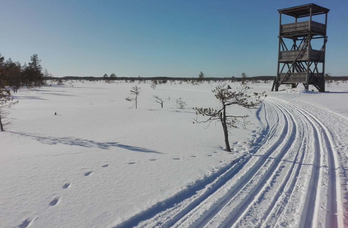 Seinäjoen Paukanevan lintutorni talvella.