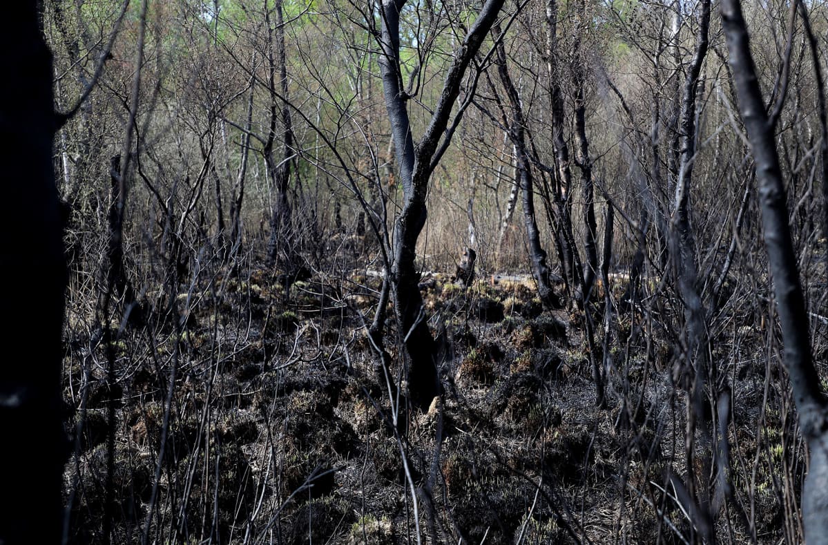 Sammutettu metsäpalo Hildenissa, lähellä Dusseldorfia 24. huhtikuuta.