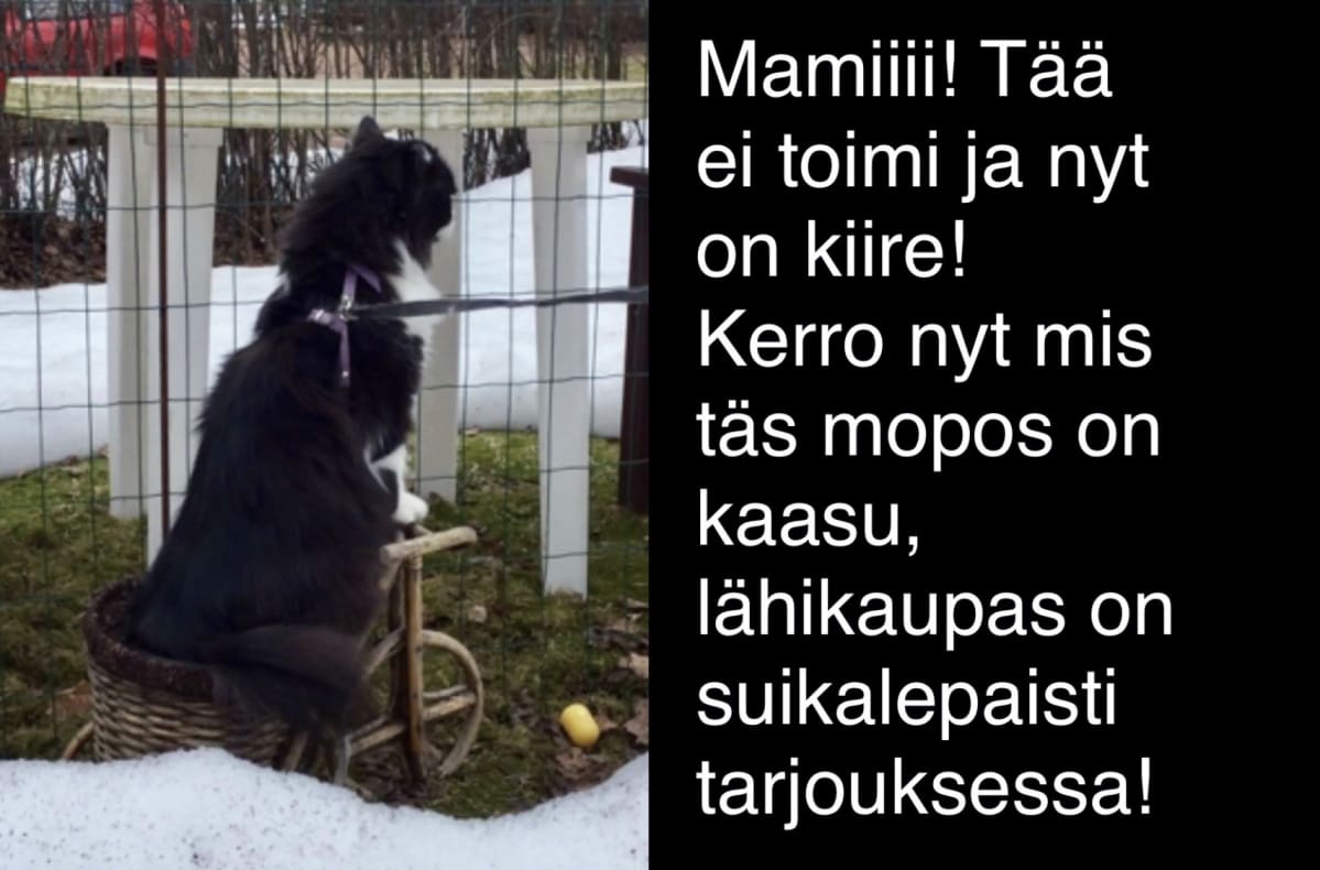 Sisu puumopon kyydissä pihalla