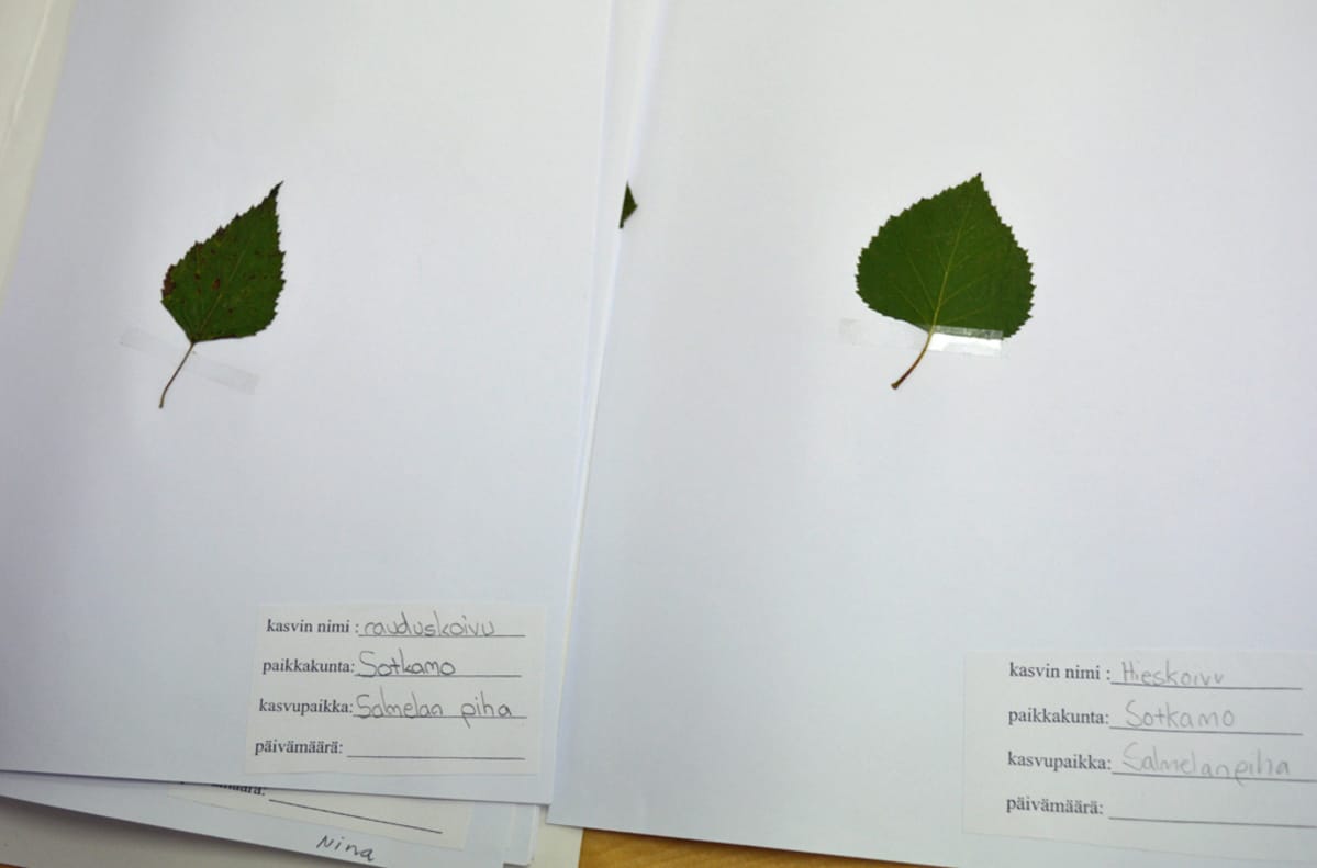 Rauduskoivun ja hieskoivun lehdet kasvion sivuilla.
