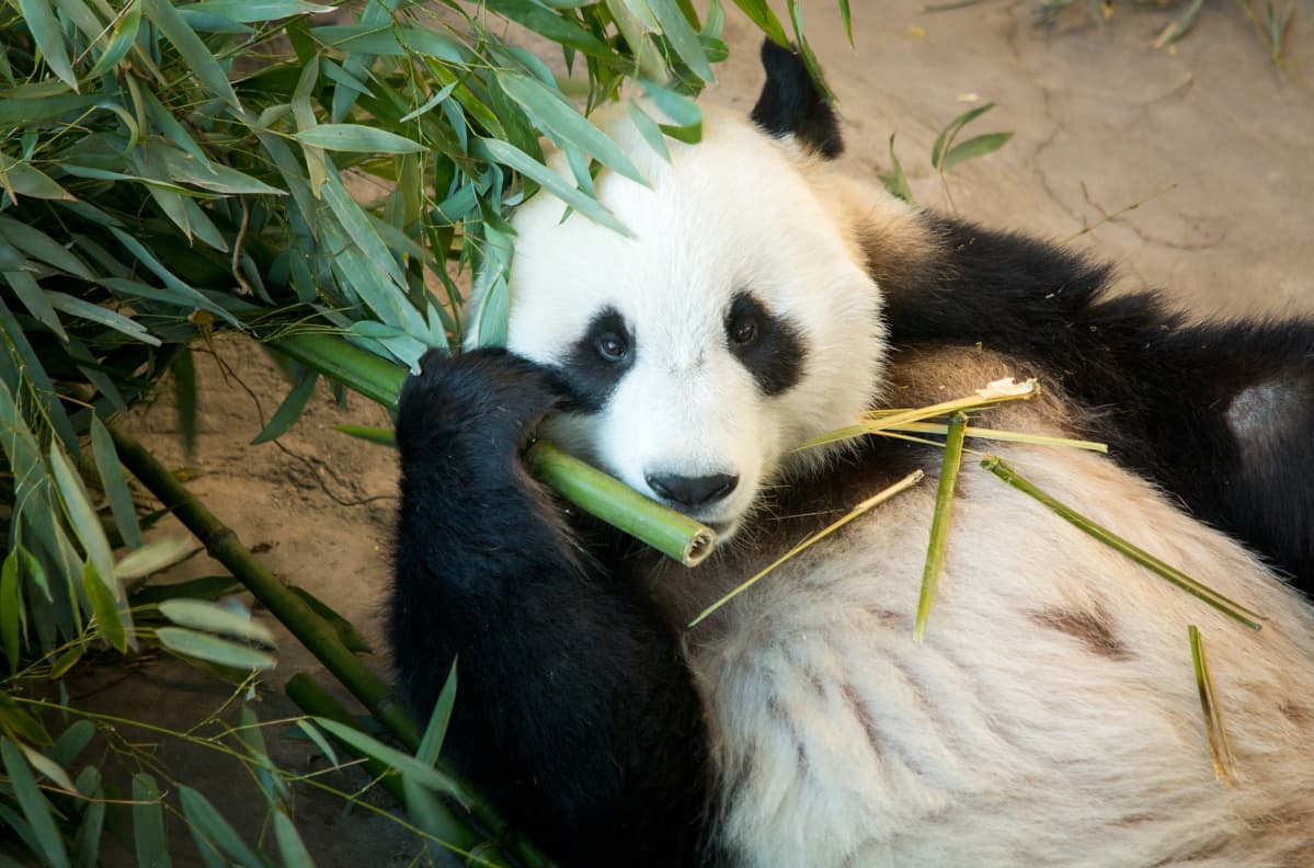 Pyry, Ähtärin panda