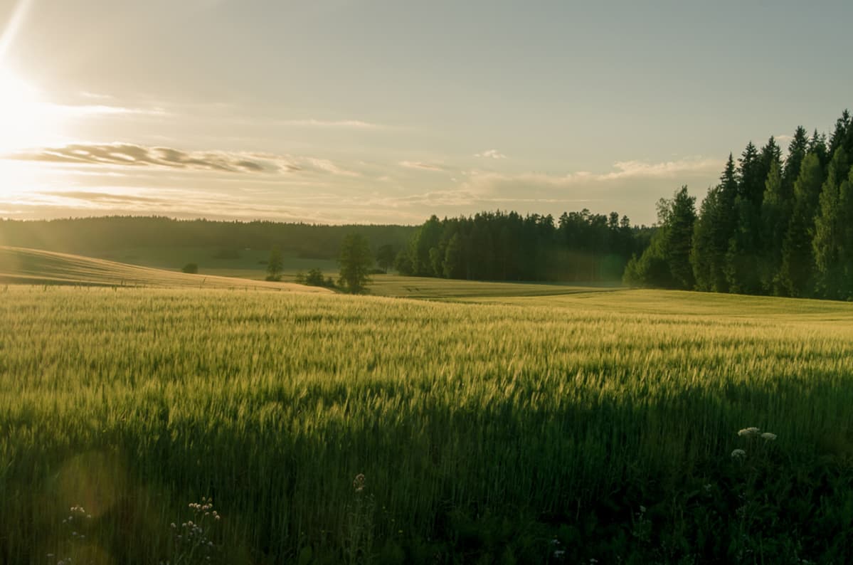 Kesäkuvakisa