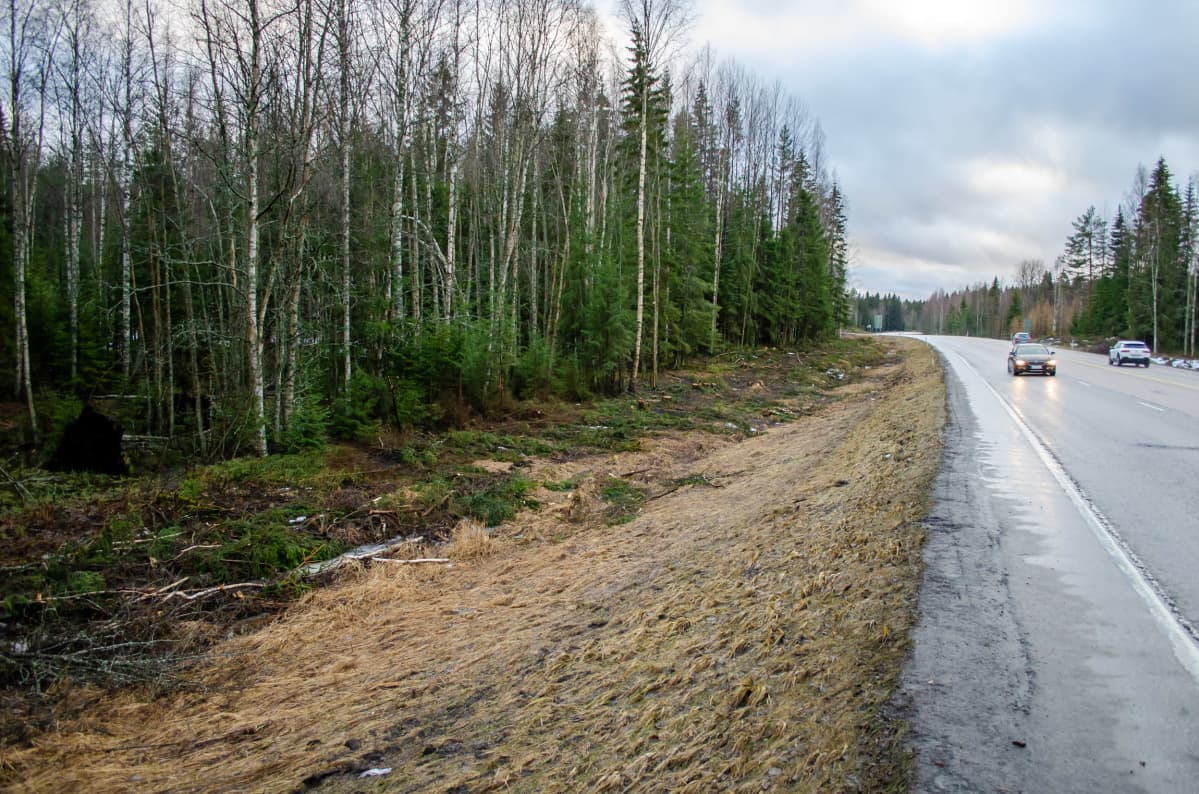 Raivattua metsää tien vieressä.