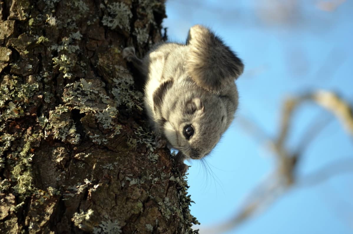 Liito-orava