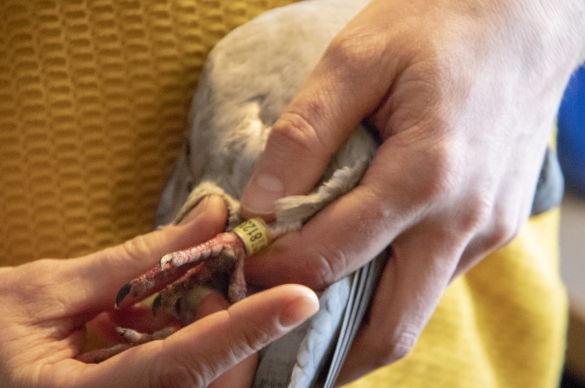 Teneriffalta Ouluun matkanneella kalliokyyhkyllä on jalassaan rengas, josta mahdollisesti selviää sen kotilakka.