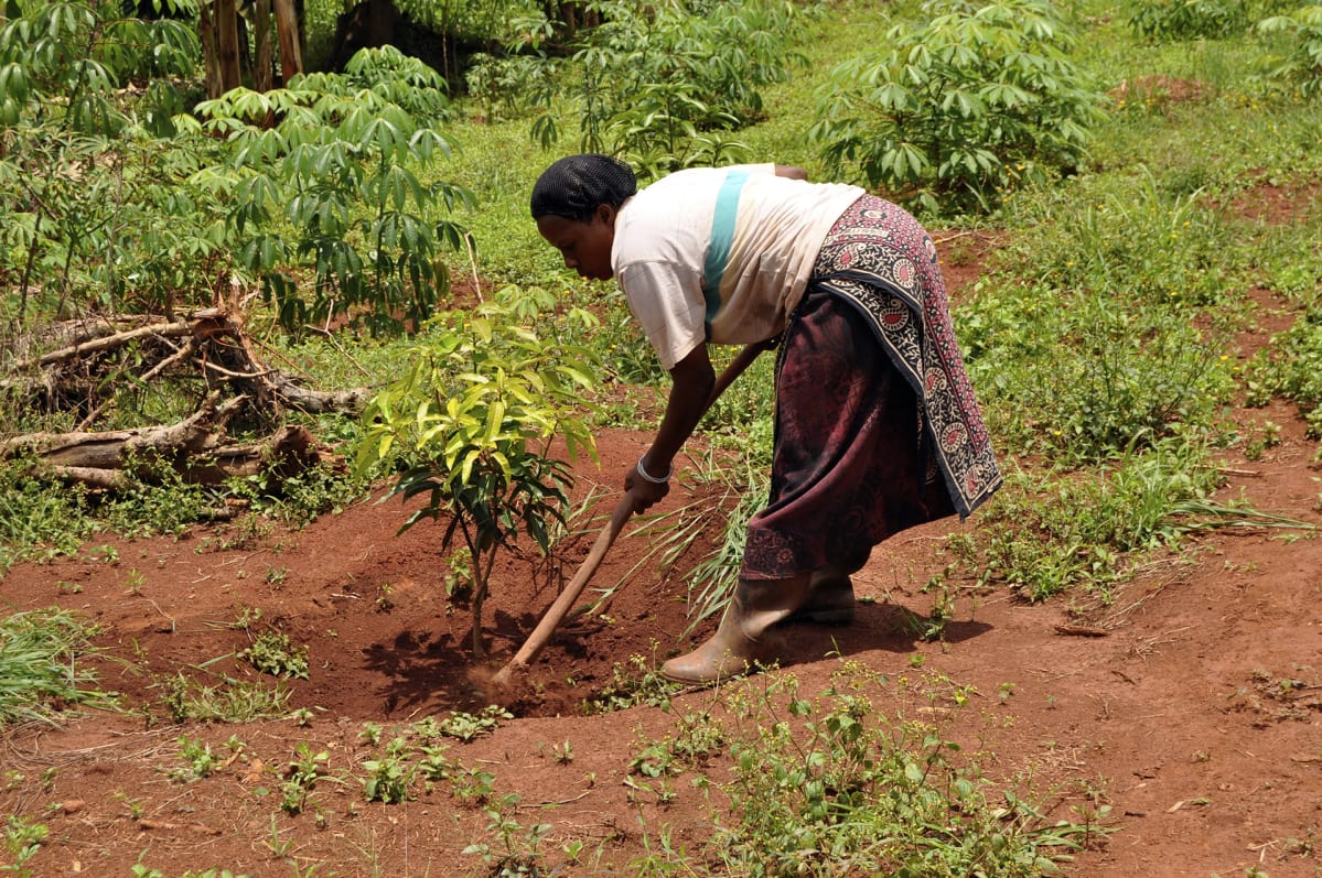 Nainen kuokkii maata Ugandassa.