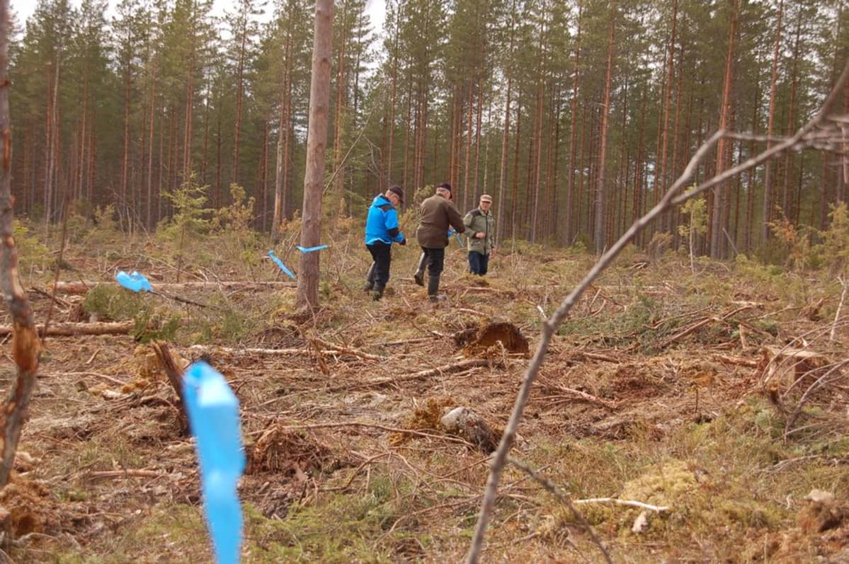 Metsoparlamentin miehet vetävät lippusiima-ringin pesän ympärille