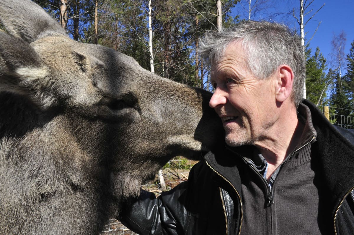 Mervi-hirvi ja Markku Harju