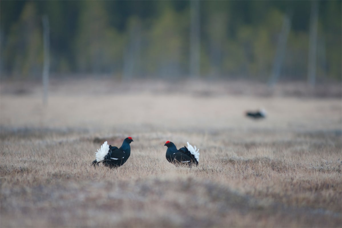 Teerikukot ottavat toisistaan mittaa tuijottamalla.