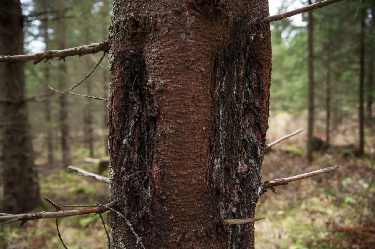 Hirvien aiheuttamia tuhoja kuusimetsässä