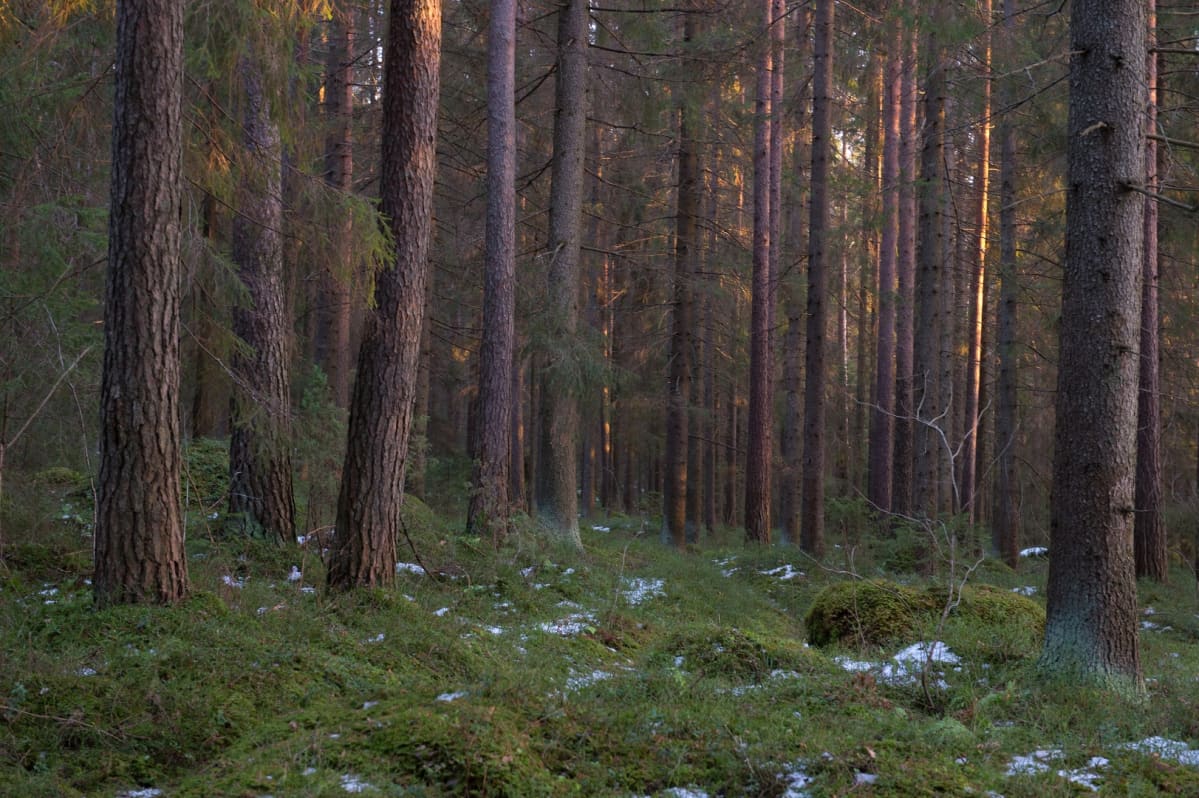 Metsämaisema