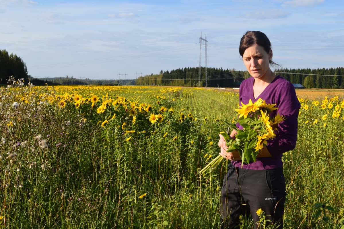Marja Alastalo pitelee auringonkukkakimppua keskellä kukista hehkuvaa peltoa.