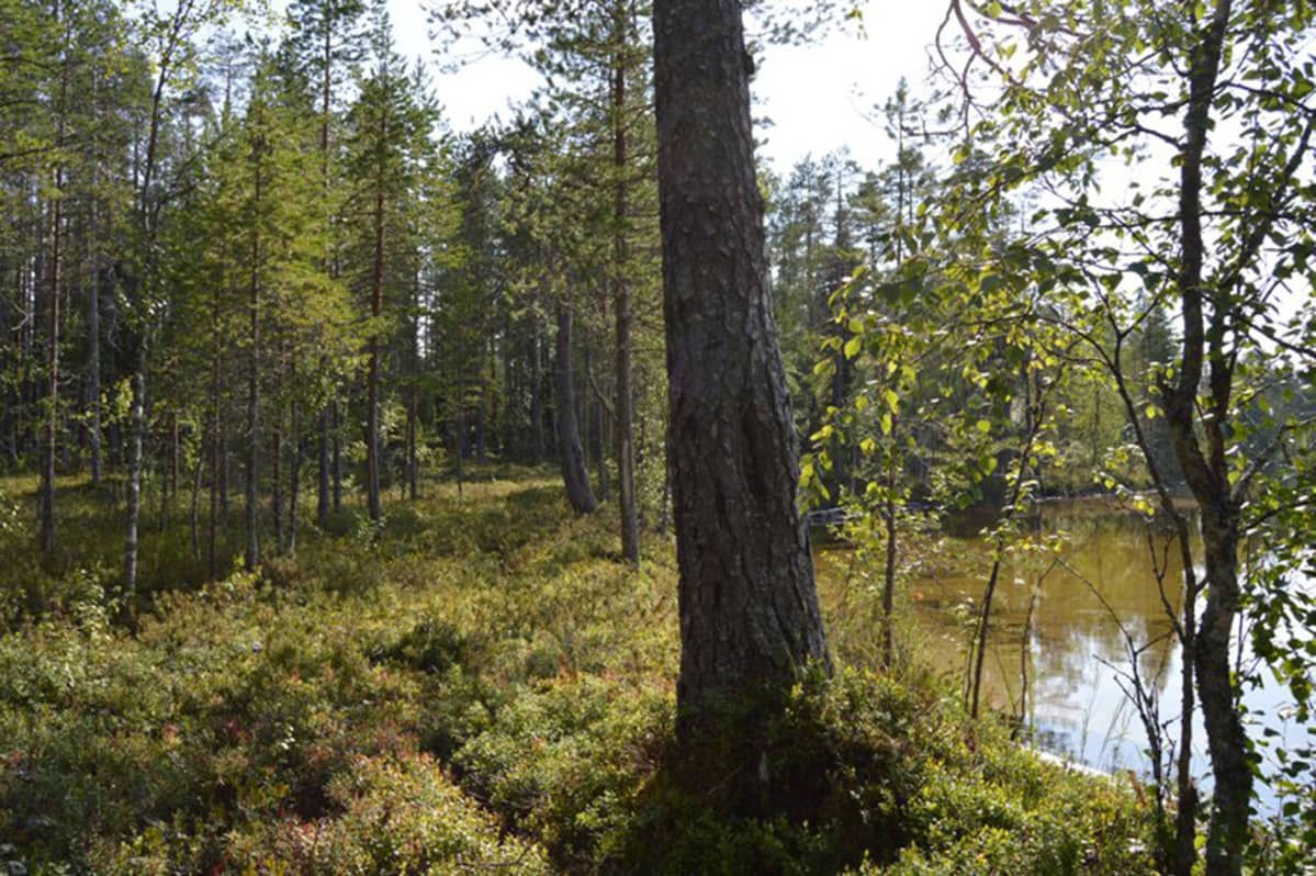 Vienan reitti Kevättijärven rannan kohdalla.