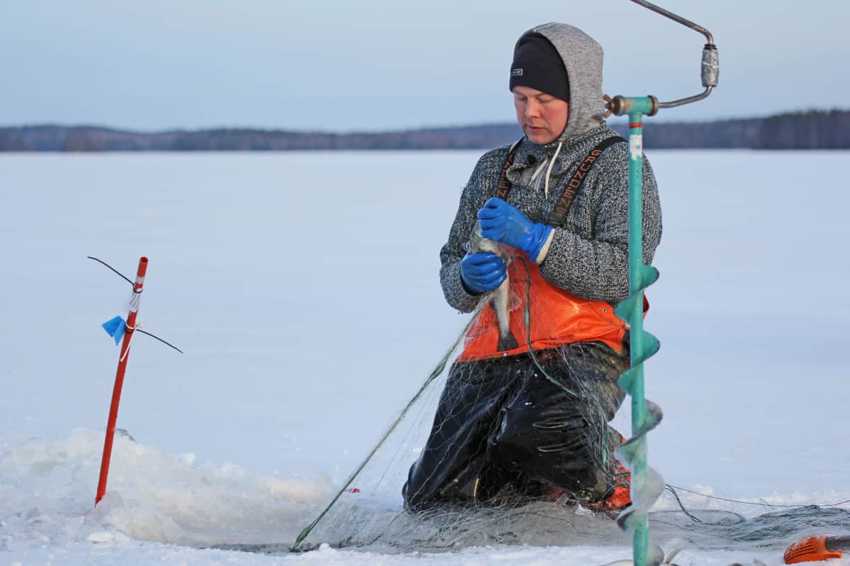 Kalastaja irrottaa kalaa verkosta.