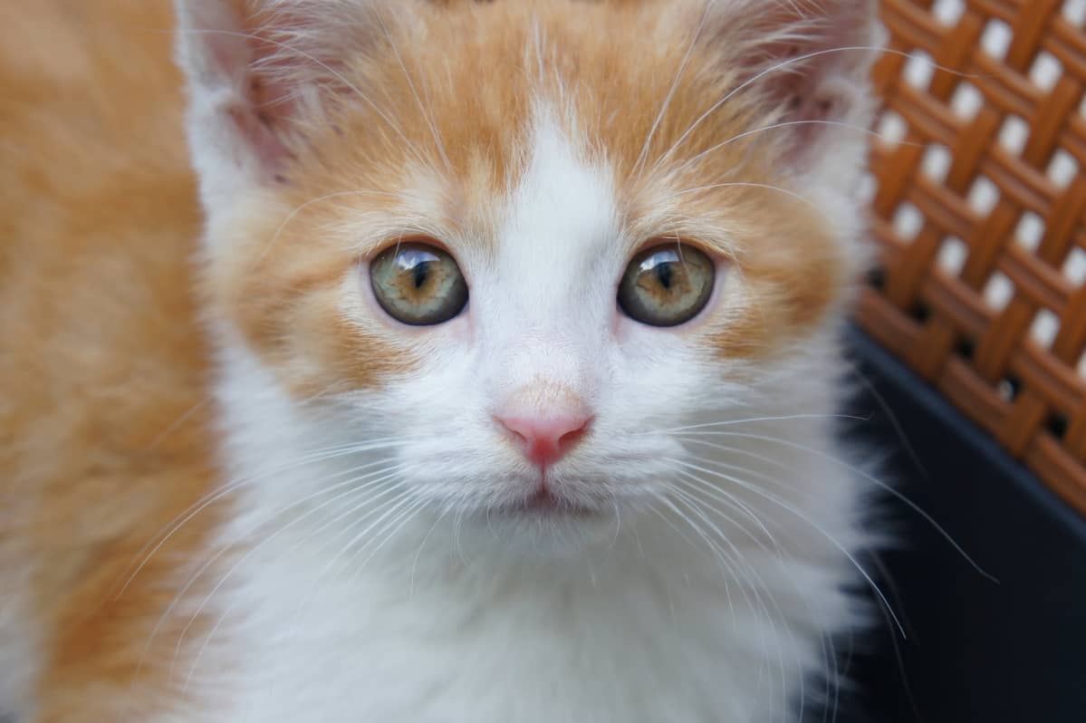 Porträttbild på kattunge.