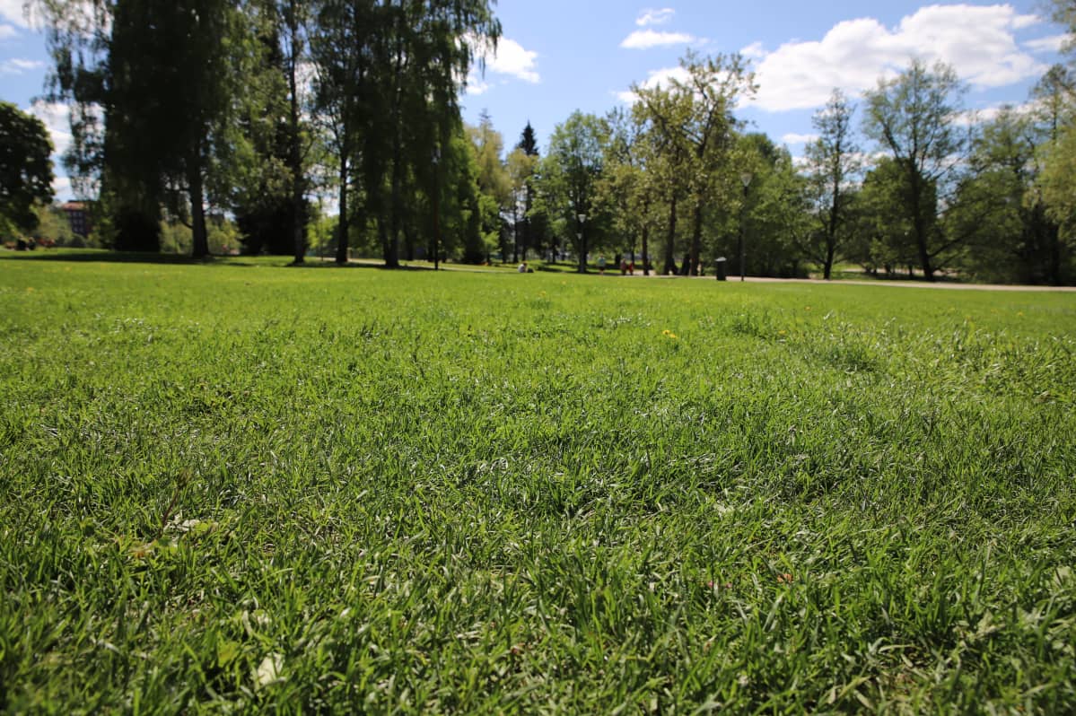 Pikku-Vesijärven puistossa on paljon nurmikkoa