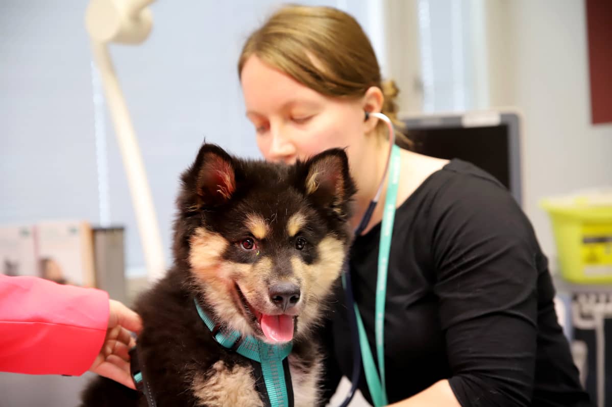 Lapinkoiran pentu Onni eläinlääkärin tarkistuksessa