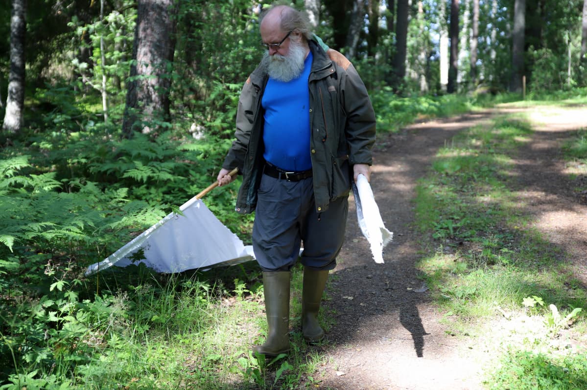 Metsäeläintieteen emeritiusprofessori Heikki Henttonen keräämässä punkkeja tutkimusalueeltaan Kuhmoisissa.