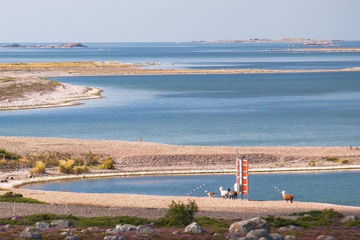 Alpakoita kävelemässä merenrannalla Jurmon saaressa Paraisilla.