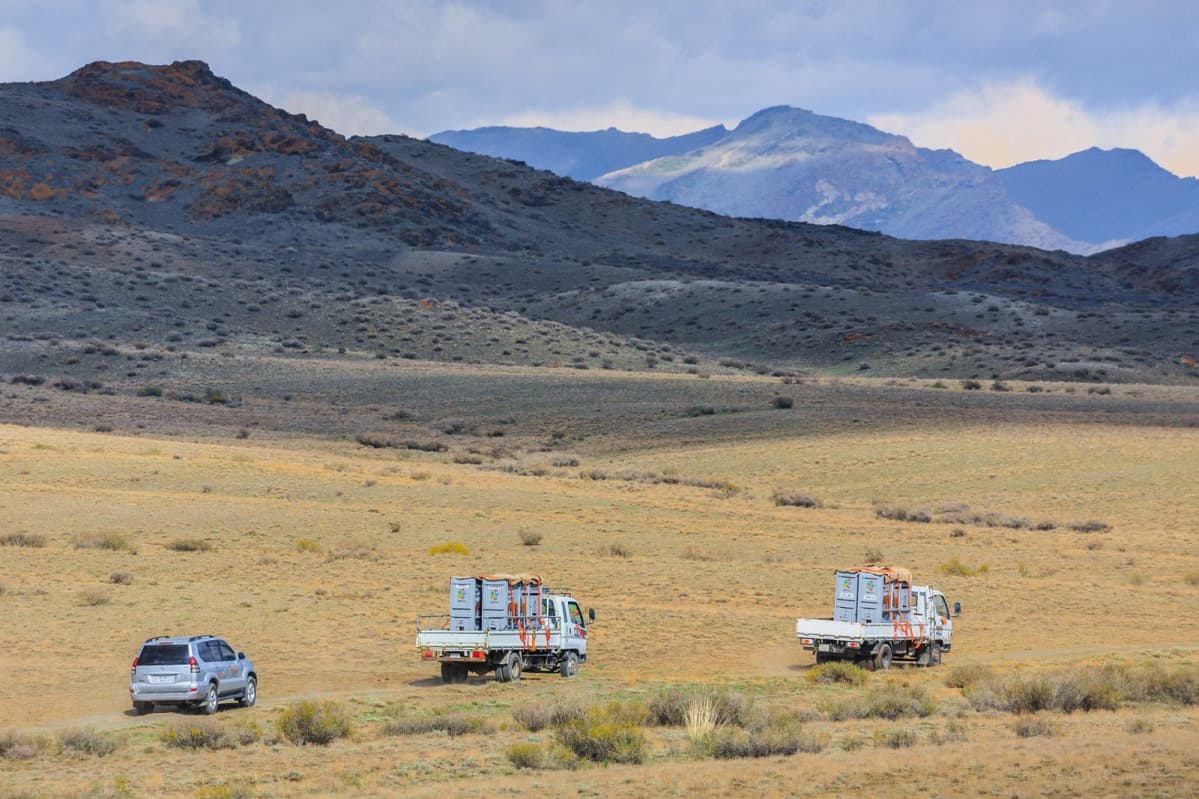 Mongolianvillihevosia matkaamassa Mongolian Takhin Taliin.
