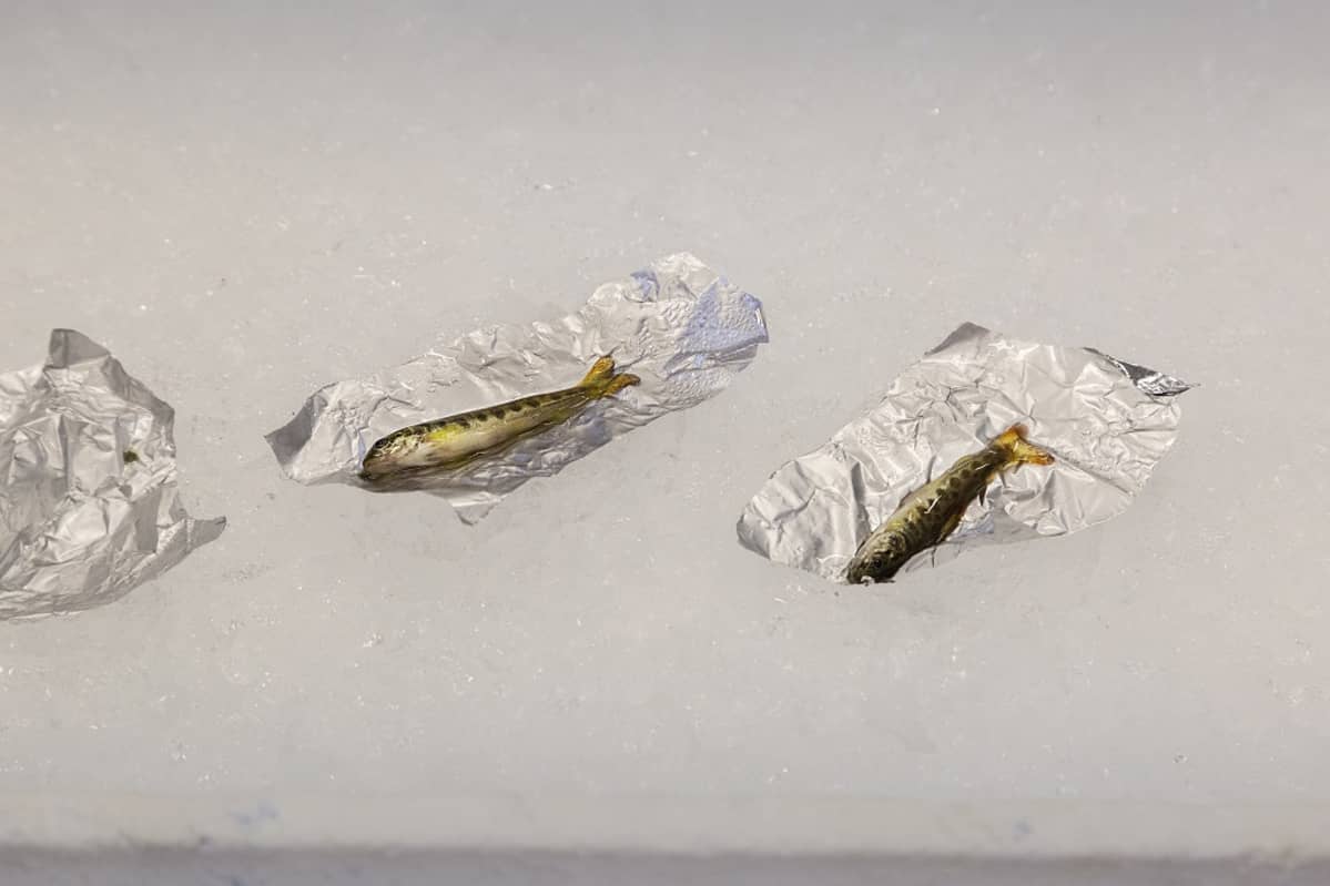 Lohenpoikaisia, Lammin biologinen asema