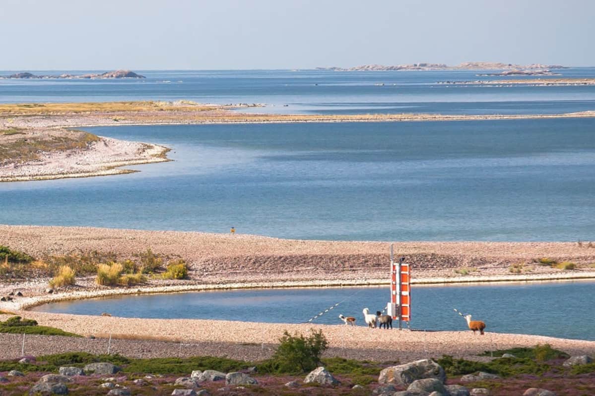 Alpakoita kävelemässä merenrannalla Jurmon saaressa Paraisilla.