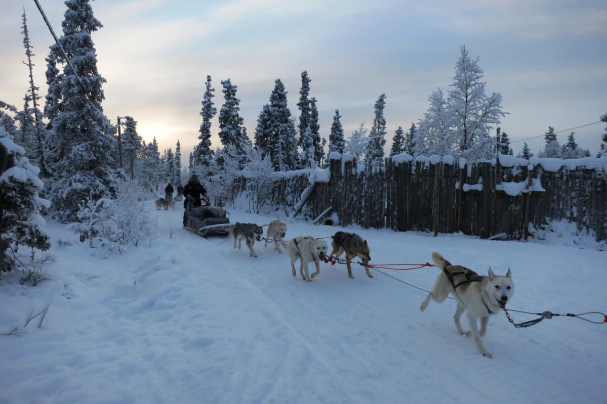 huskysafari
