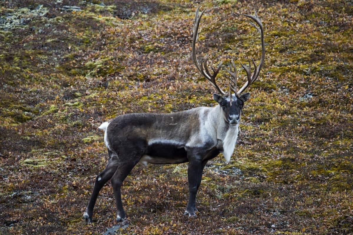 Suurisarvinen karibu syksyisellä tundralla
