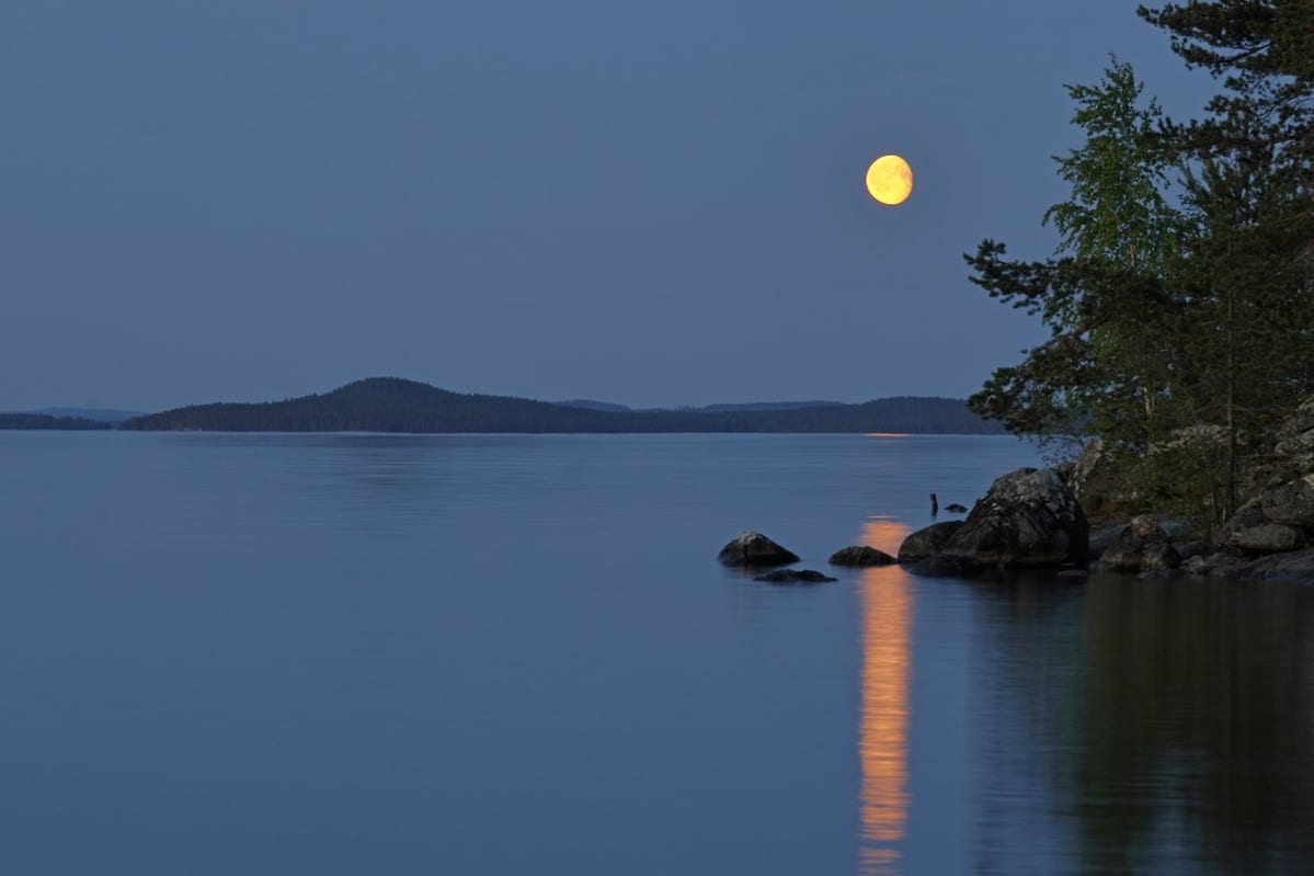 Kirkas kuu yönsinisellä taivaalla rantapuun takana.
