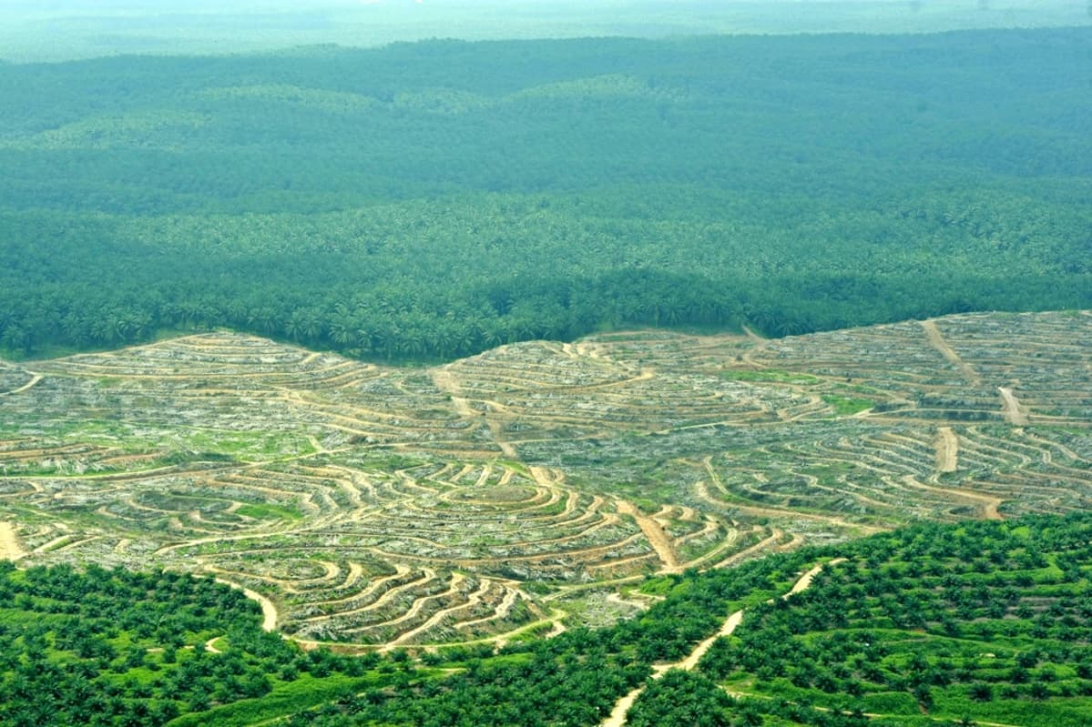 Ilmakuva metsään raivatusta plantaasista.