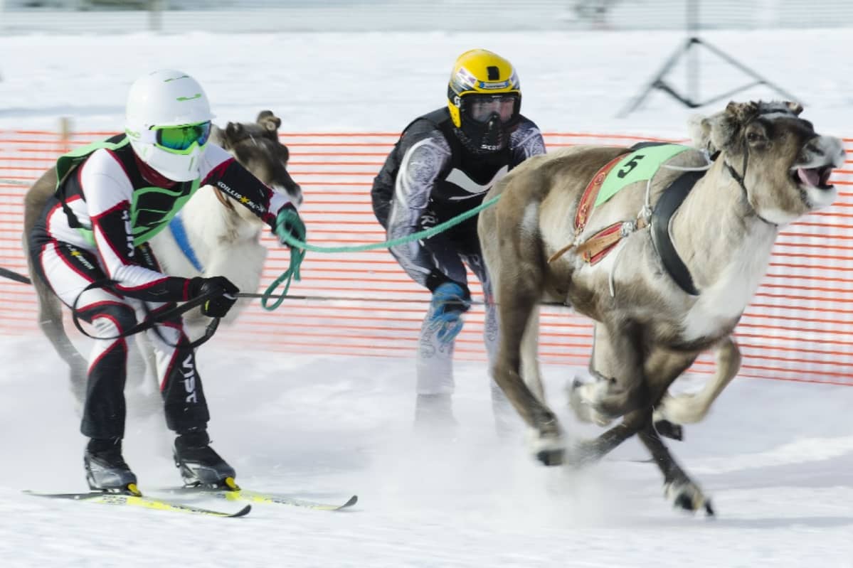 Kaksi miestä kiitää suksilla kilpaporojen perässä.