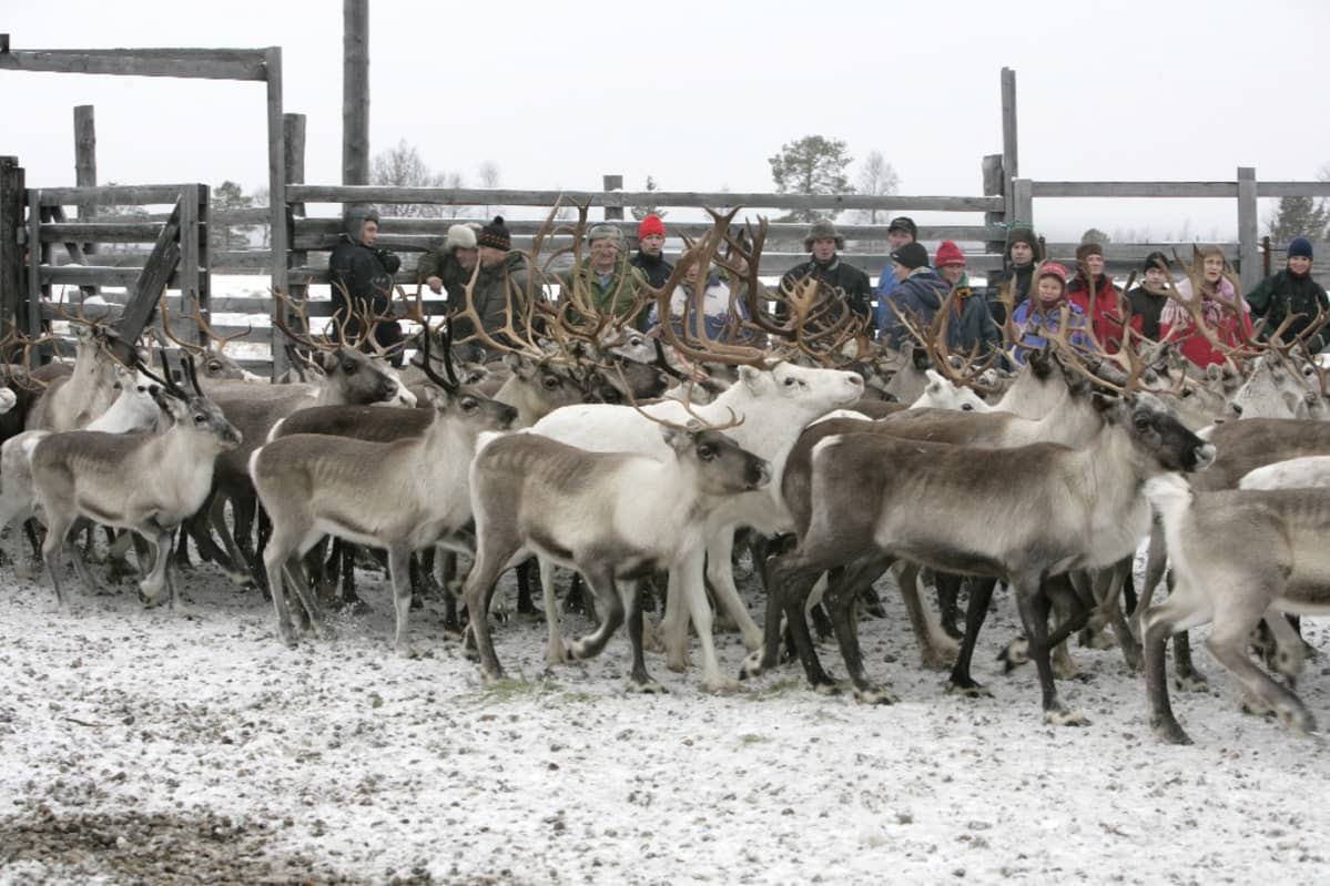 Poroja ajetaan aitaukseen, taustakka tusinan verran ihmisiä katselemassa.
