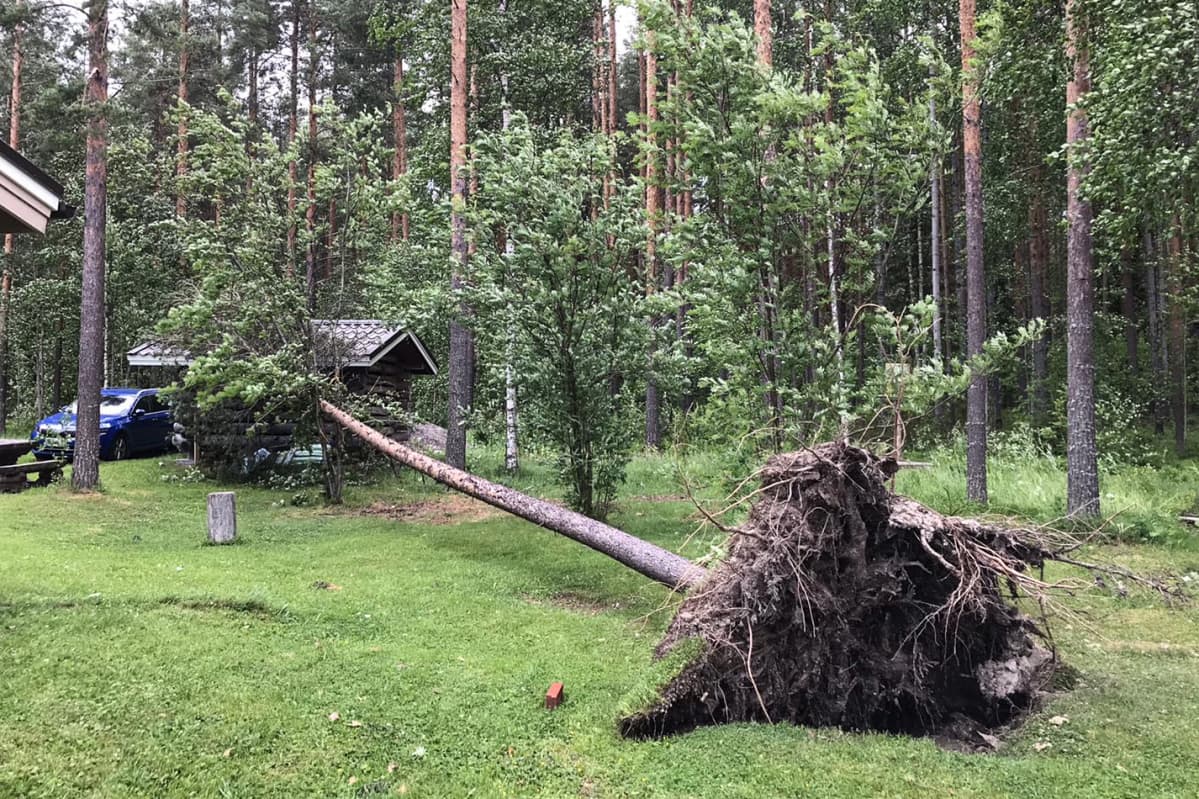 Puu kaatunut myrskyssä pikkumökin päälle.