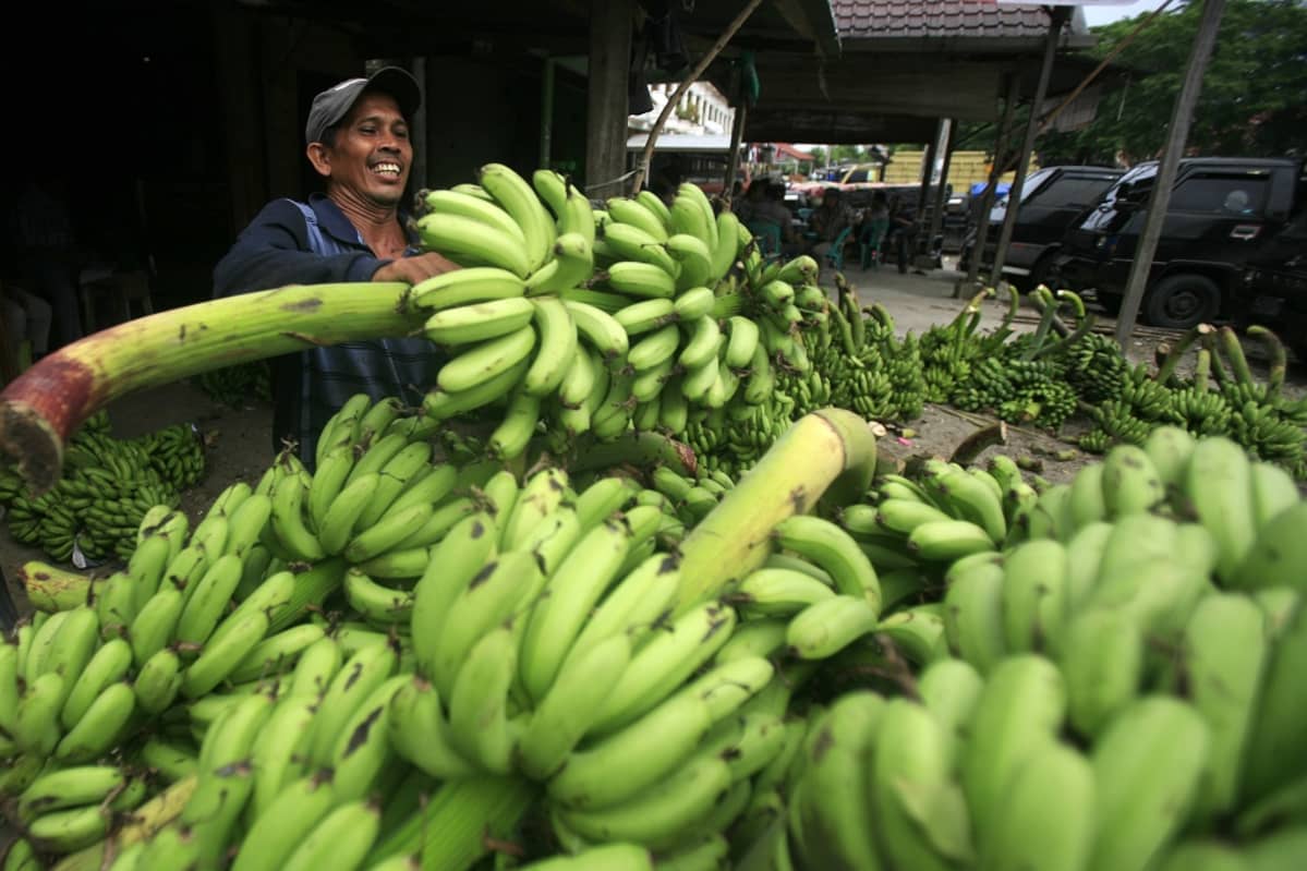 Banaanikauppias kasaa banaaniterttuja asiakkaita varten kojullaan Aceh Besarissa, Indonesiassa.