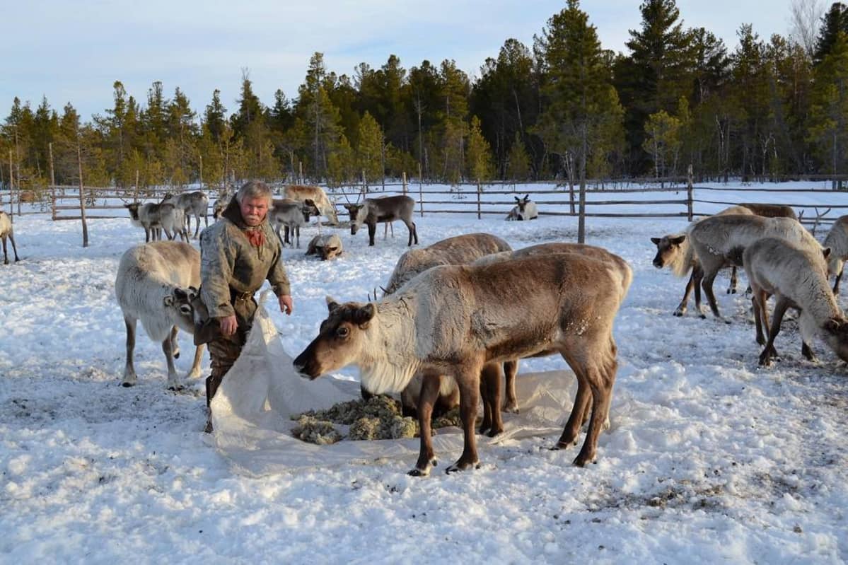 Mies ja poroja. Vuodenkierto määrää kodin paikan pohjoisen soilla ja havumetsissä. Hantiperhe muuttaa tuvasta toiseen kolmen porolaitumen välillä.