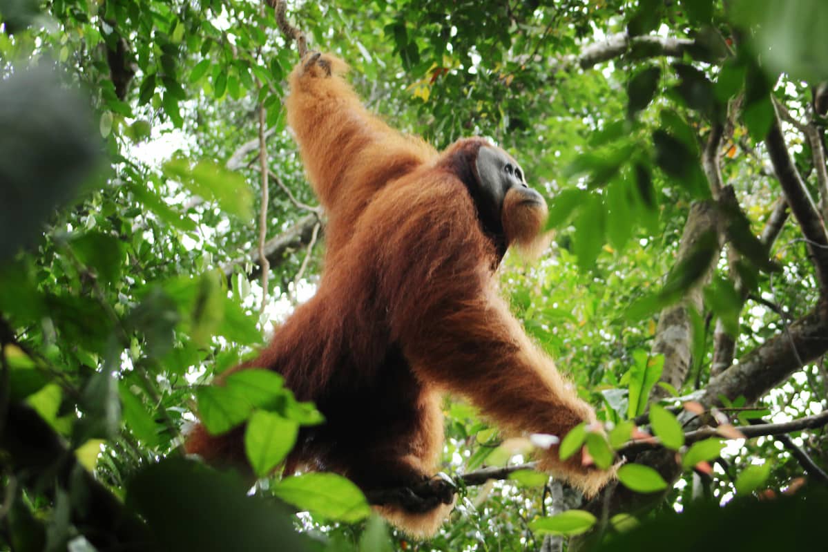 Sumatranoranki.