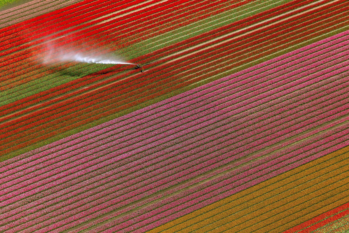 Tulppaanipeltoja kastellaa Noord Hollandin Berkhoutissa.