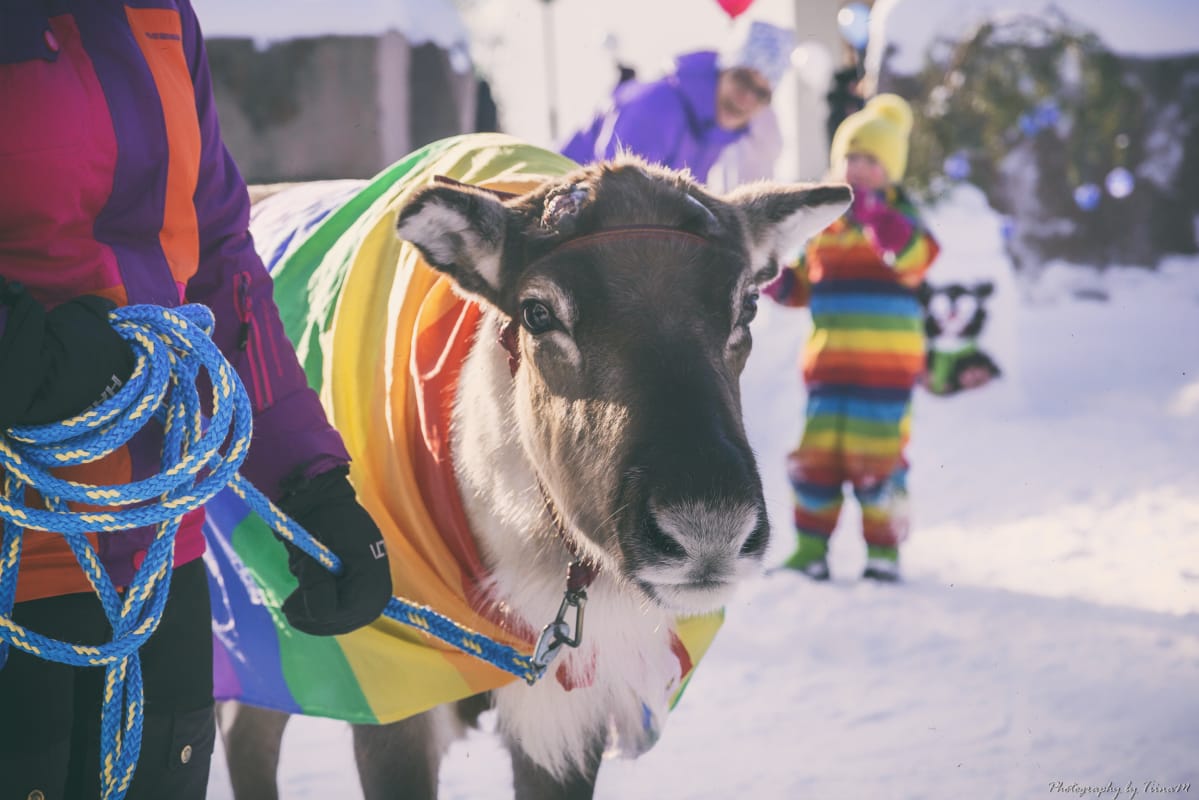 Aatu poro Arctic Pride