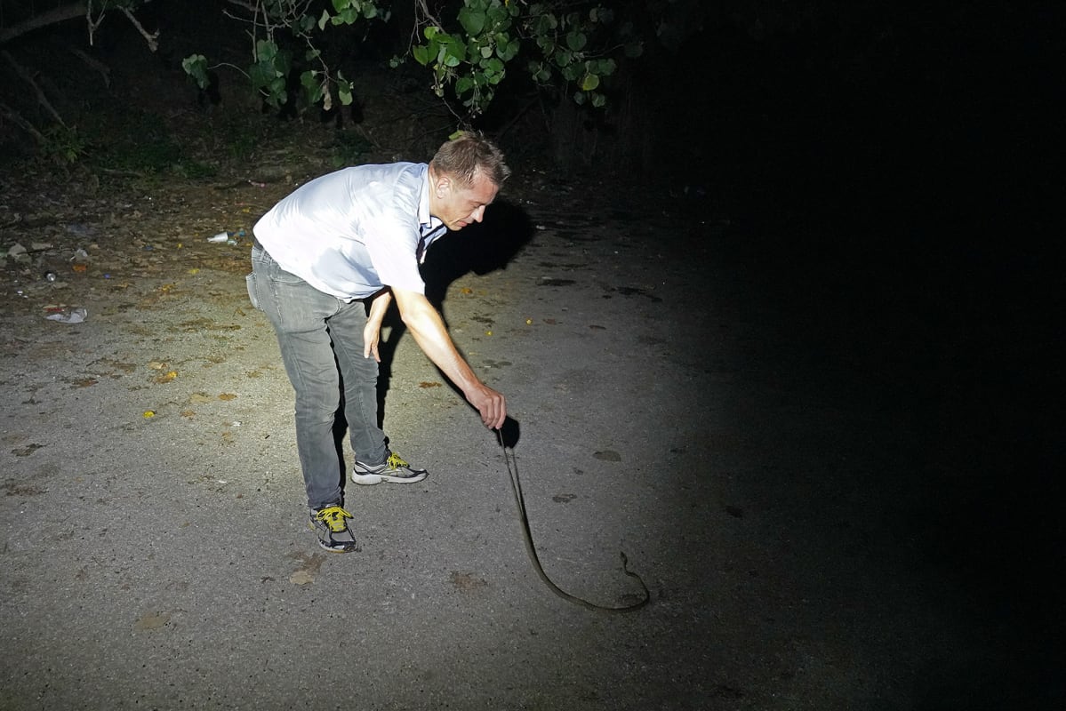Mika pitää käärmettä hännästä