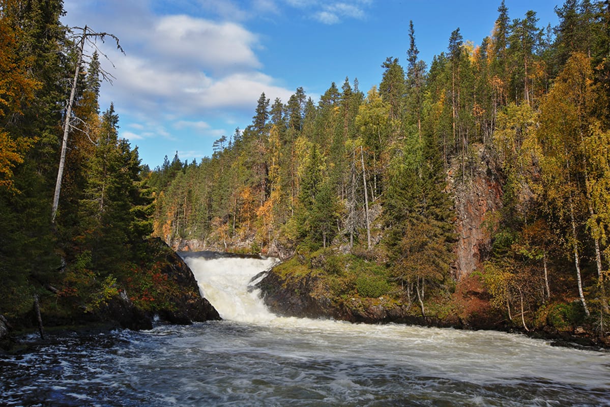 Jyrävänkoski Oulangan kansallispuistossa.