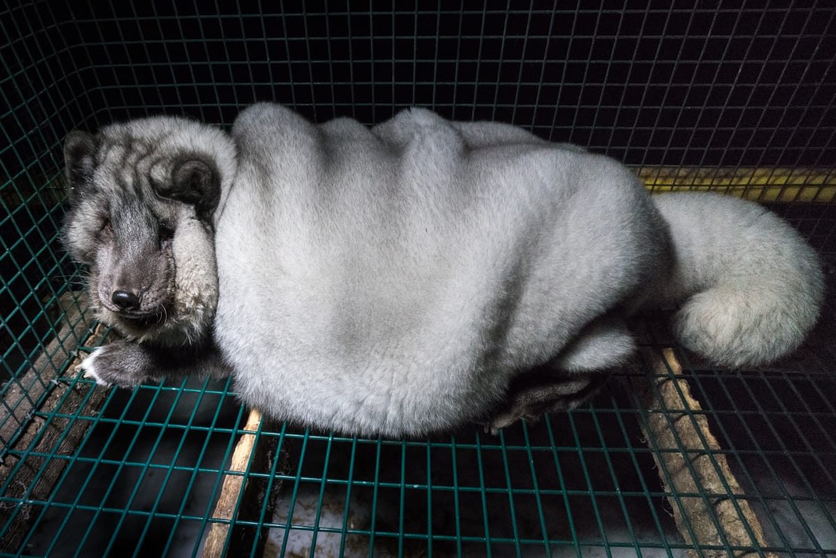 Oikeutta eläimille -järjestön kuvaama turkiseläin