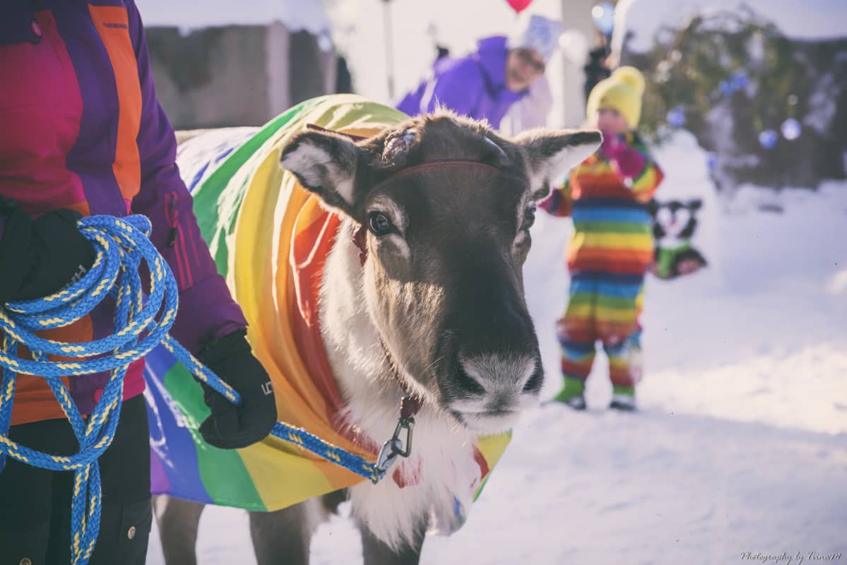 Aatu poro Arctic Pride