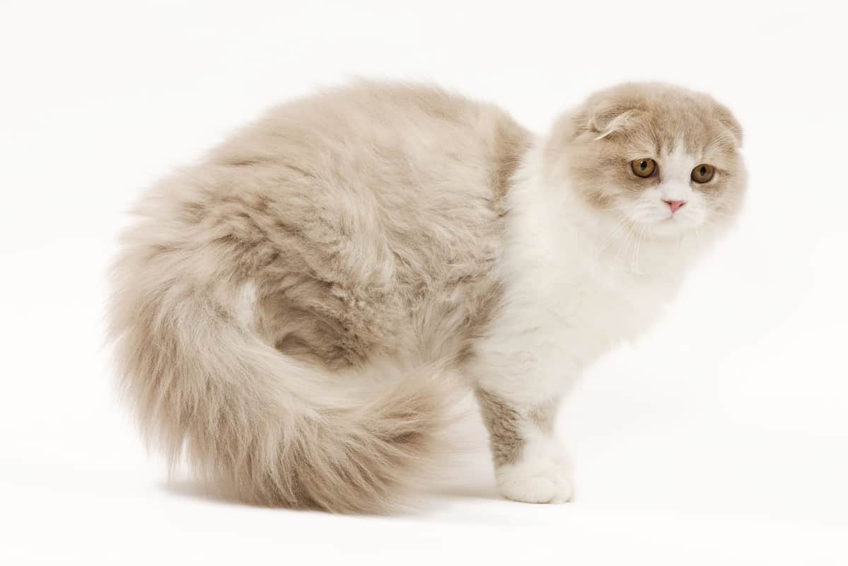 Scottish Fold -rotuinen kissa