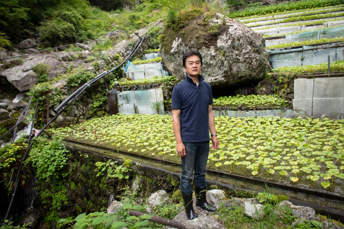 Wasabi, viljelmä Shizuokassa, seitsemännetoinstapolven viljelijä Yoshihiko Shiratori