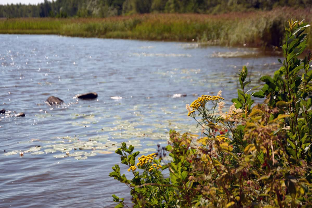 Hinjärvi