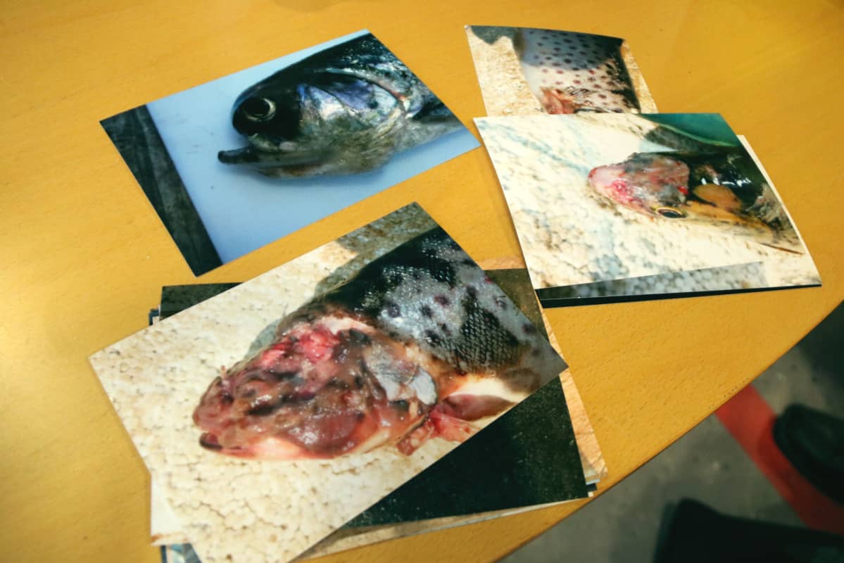 Salakalastuksesta epäilty lieksalainen mies on ottanut kuvia Pielisellä vastaan tulleista sairastuneista istutuskaloista.