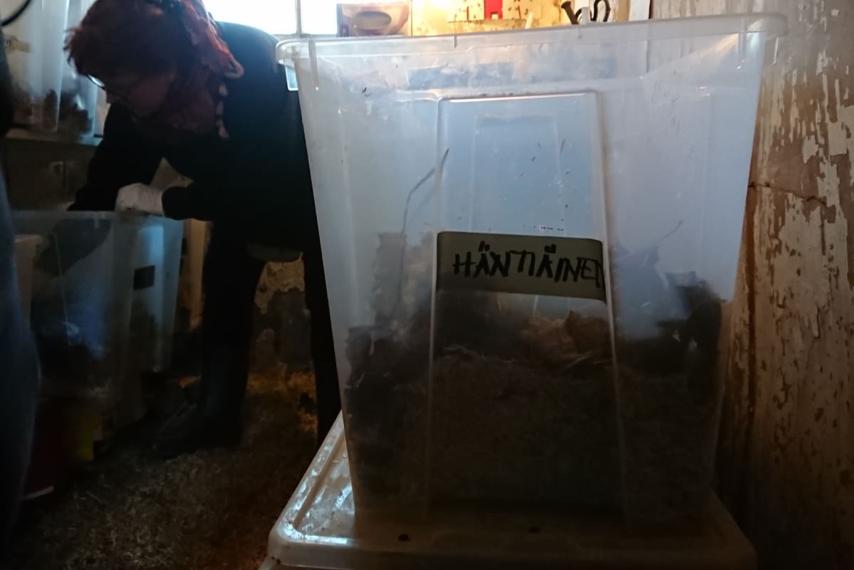 Häntiäiseksi nimetyn siilin asuinlaatikko. Taustalla Minna Tuupainen laittaa siiliä toiseen laatikkoon.