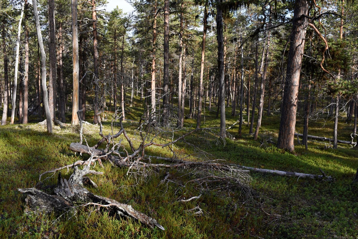 Lapinmaja sijaitsee Lemmenjoen kansallispuiston välittömässä läheisyydessä.